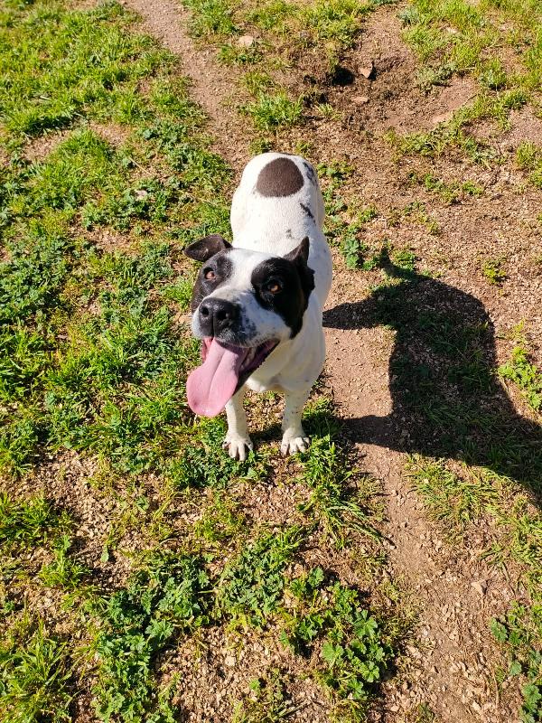 Alice - Un anno (nata indicativamente il 29 Febbraio 2024) - Simil Amstaff/Pointer - Taglia: Media - Carattere: molto affettuosa, buona, giocherellona Foto 8